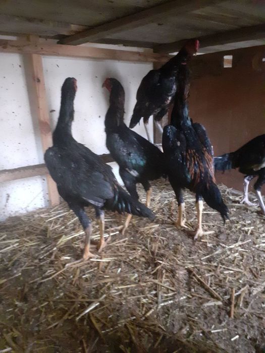 Цыплята  о шамо на Юнусобаде