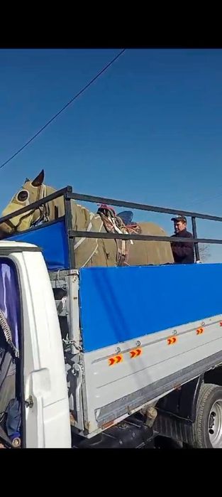 Грузоперевозки город-межгород