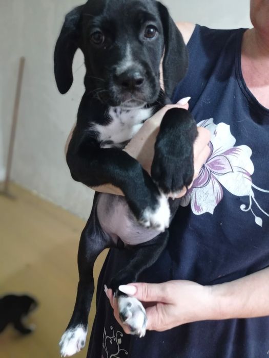 щенки Кане-Корсо