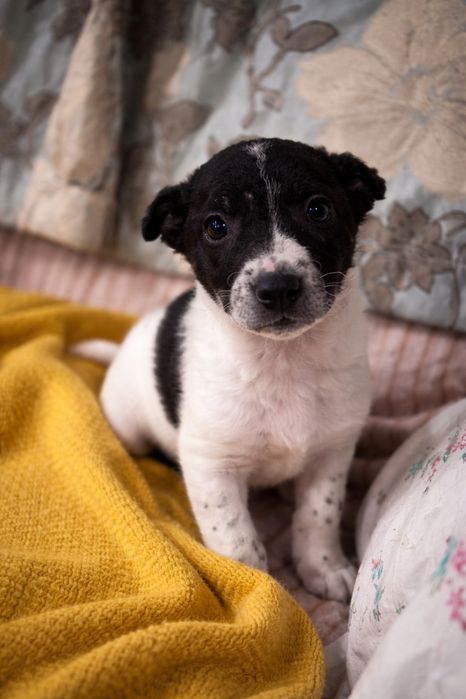 Отдам щенков в добрые руки