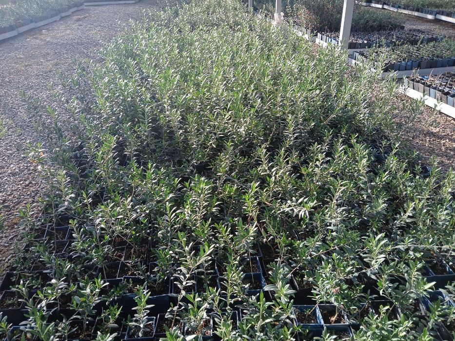 Зайтун кочати бор мева киледигони