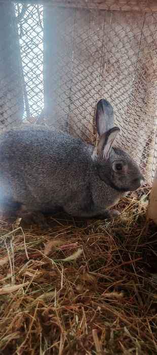 Кролики и крольчата