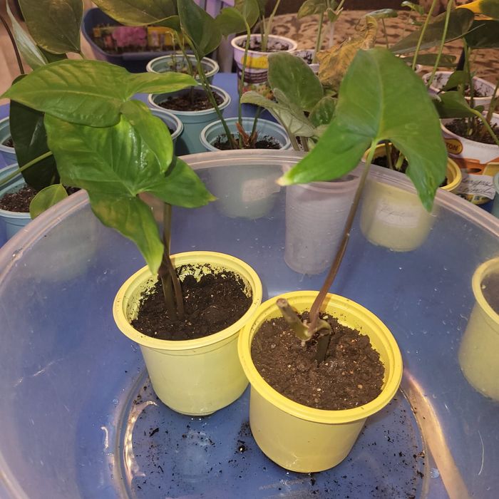 Комнатные растения