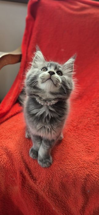 Felisa MAINECOON Autorizata Bucuresti