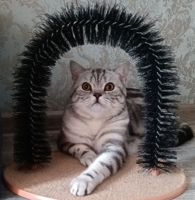 Вязка Scottish straight   _Mr.Ronnie Cray_