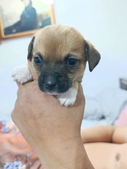 Той-терьерчики  мальчики и девочки