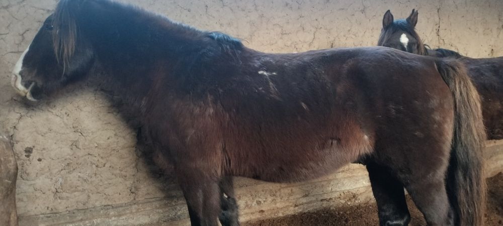 Айғырлар сатылады..