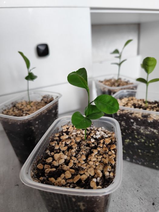 Мандариновое дерево