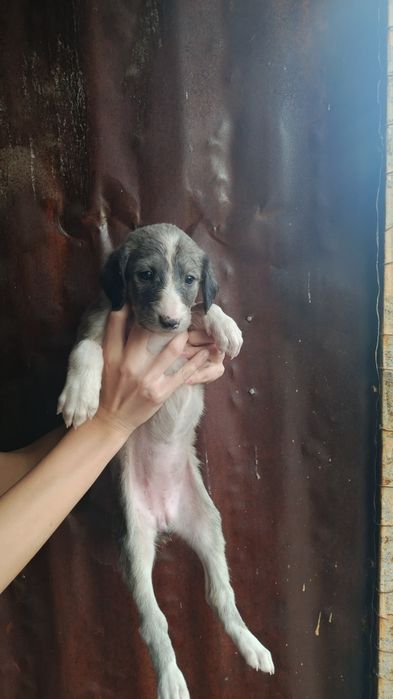 Тазы және спаниель