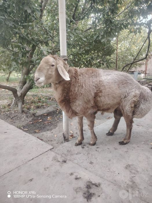 Арашан пародали куй
