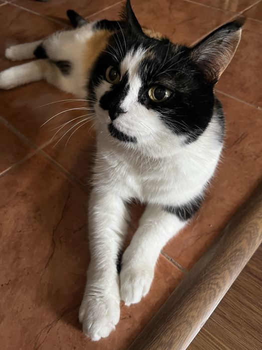 Индивидуальная передержка кошек