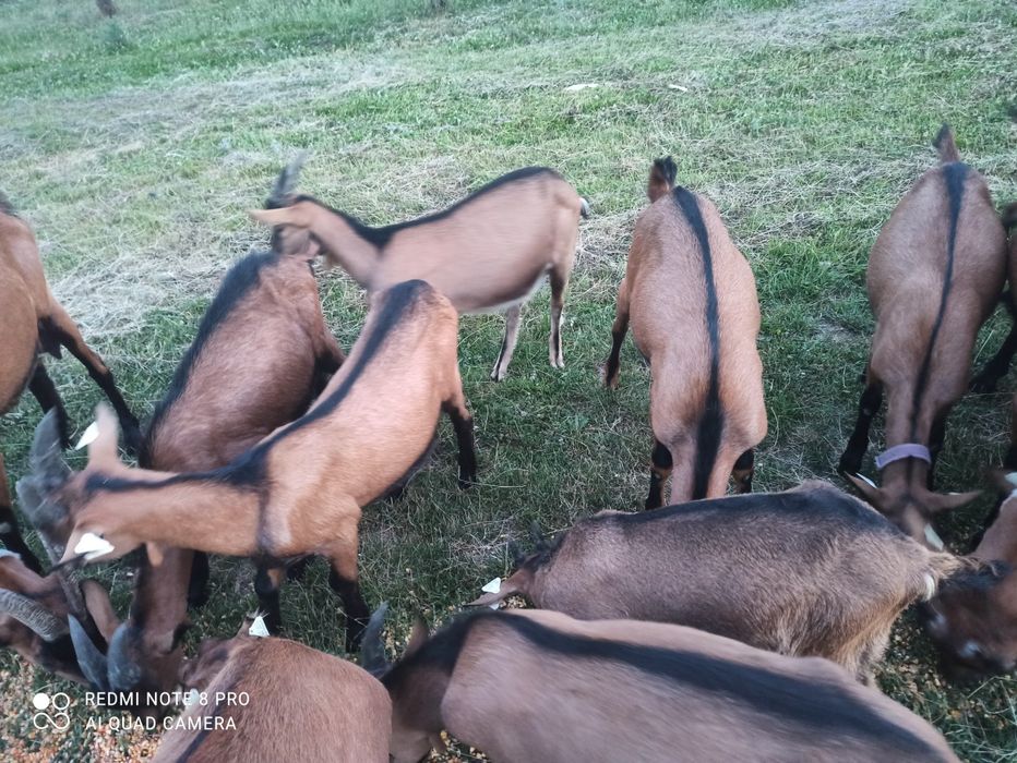Vând țapi alpin francez