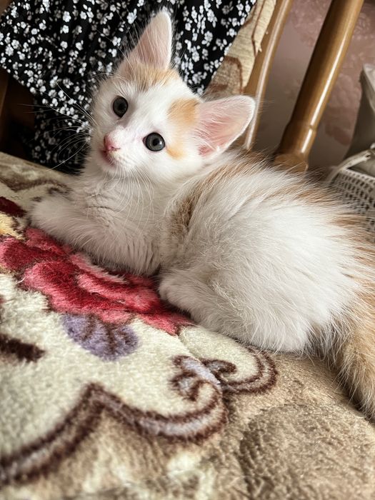 Отдам котенка в добрые руки