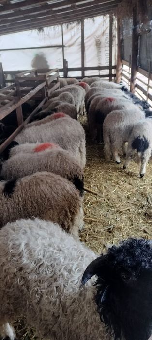 Mieii grași ținuți pe stabulație 25_45 kg