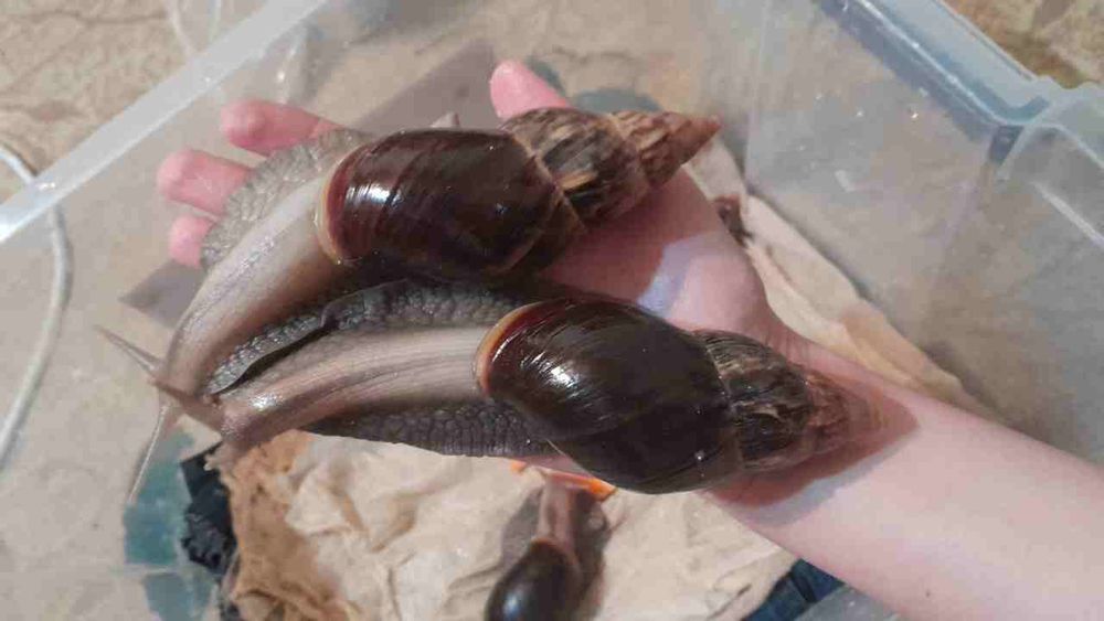 Ulitkalar Kelishamiz