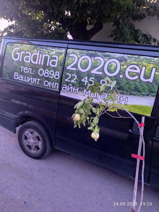 Хинап сорт „Ли“ (Li)
ГИГАНСКИ 
В плододаваща възраст !!!