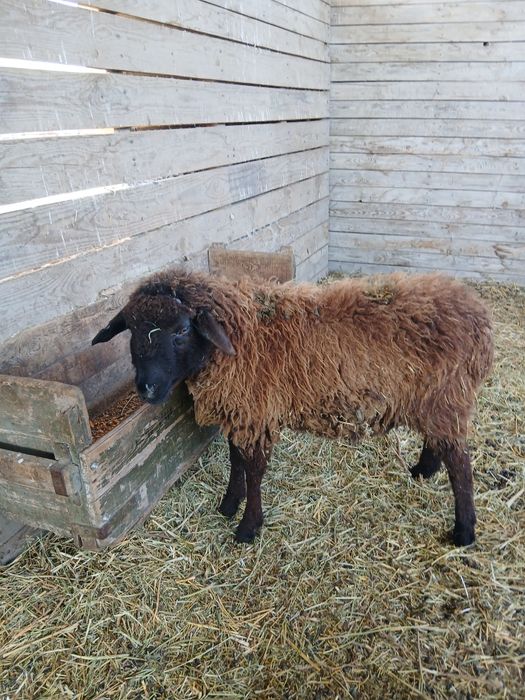 Продам баранов тохты