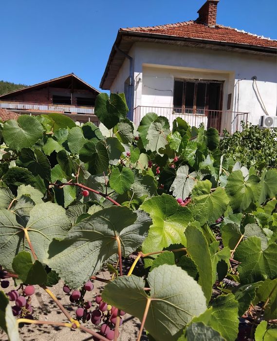 Продава две къщи в с.Слокощица общ.Кюстендил