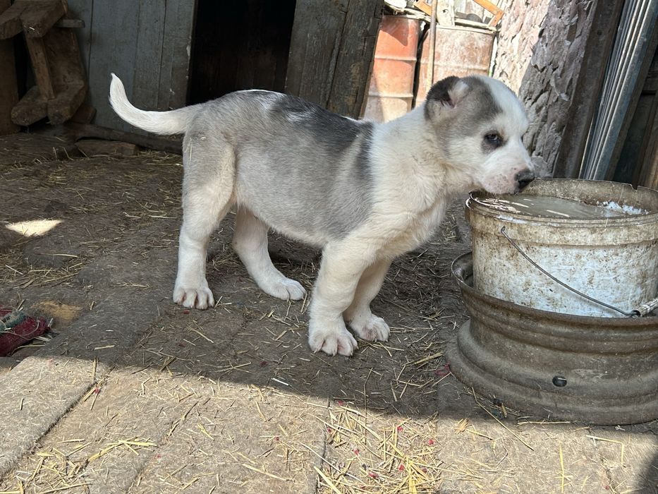 Продам щенков !Кушык сатылады!