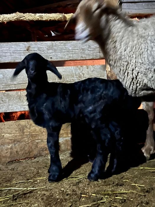 Қозы қозылы қой екеу