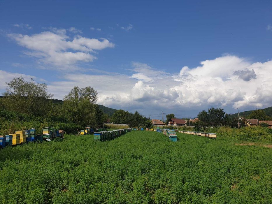 Vand familii de albine pe 10 rame cu lada