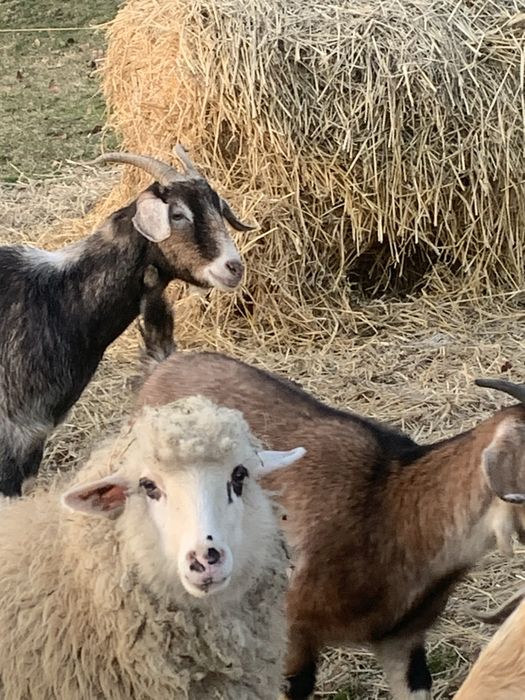 Oi si capre  de vanzare