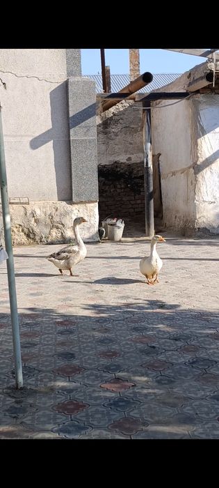 Gʻoz juftlik sotiladi