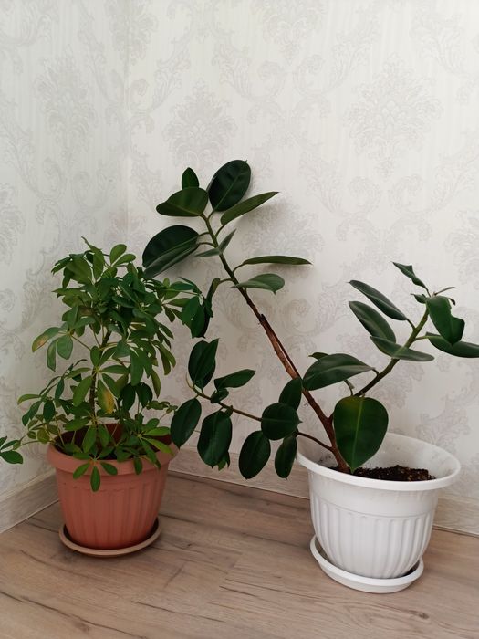 Продам комнатные цветы