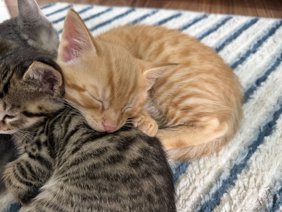 Отдам котят в хоршие руки