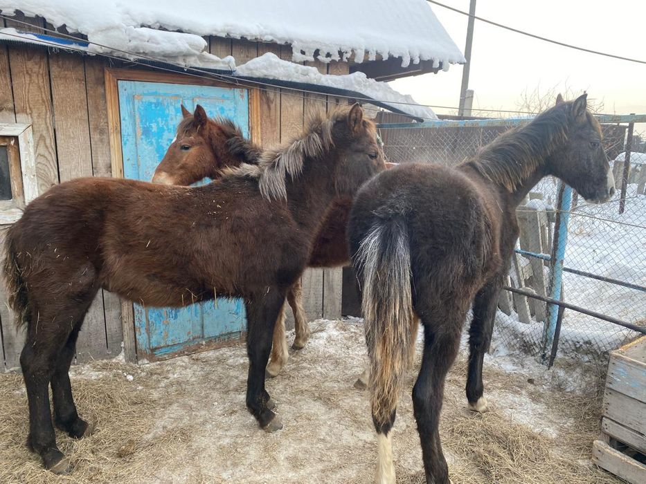 Продам 2 жеребчика ( тай )