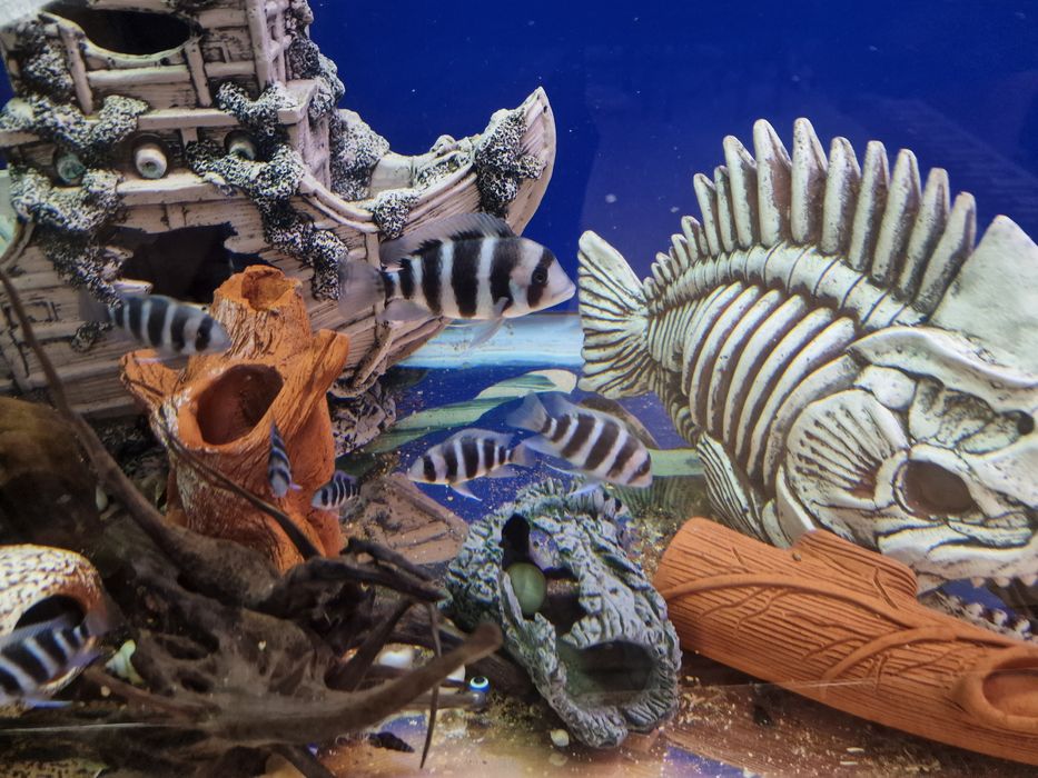 Продам аквариумных рыб