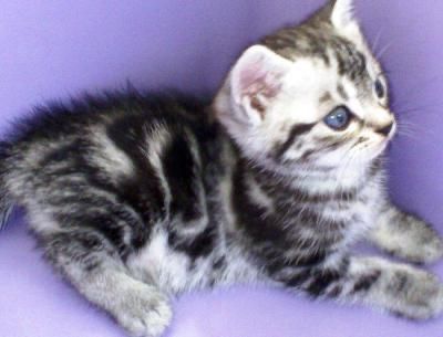 American shorthair