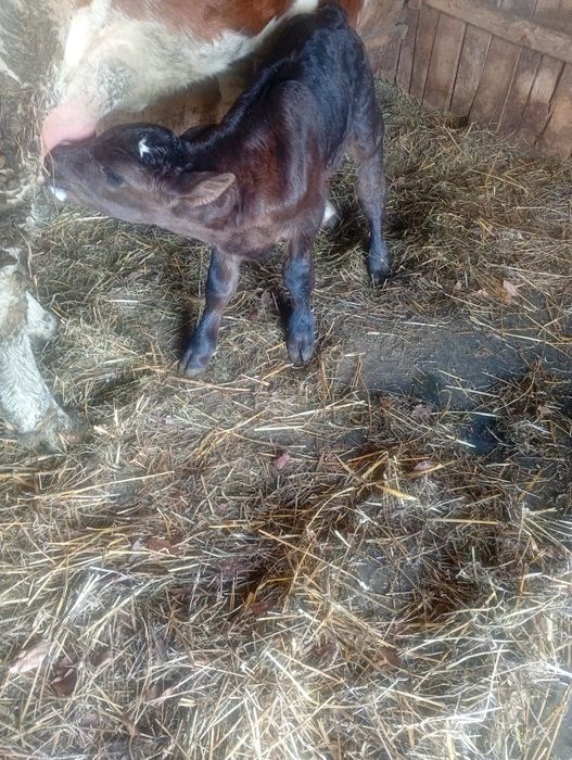 Vând vițel angus vârstă 1 săptămână