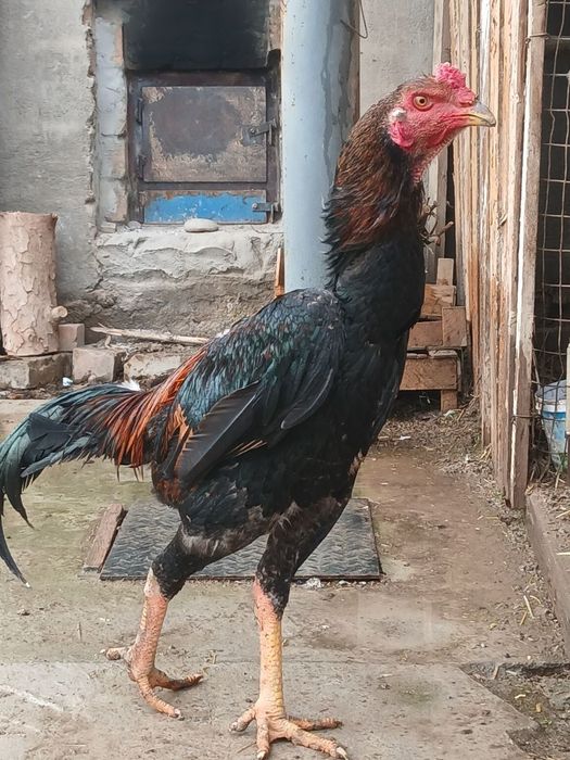 Dakan xo'roz sotiladi