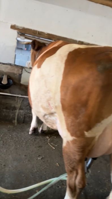 Vand vaca Baltata