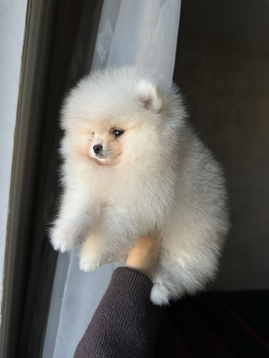 cățeluș  Pomeranian FCI