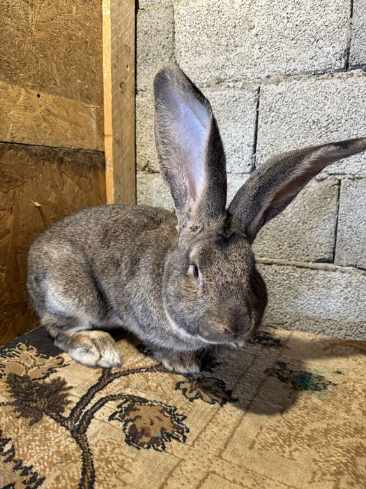 Vand Mascul Urias German