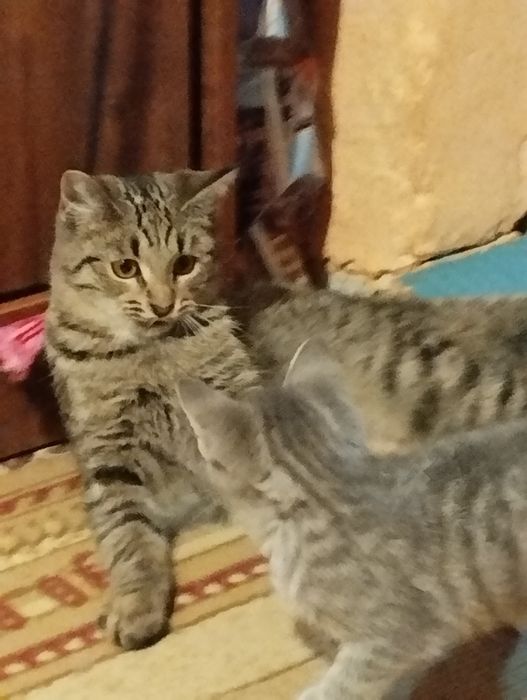 Кот Аю шесть месяцев