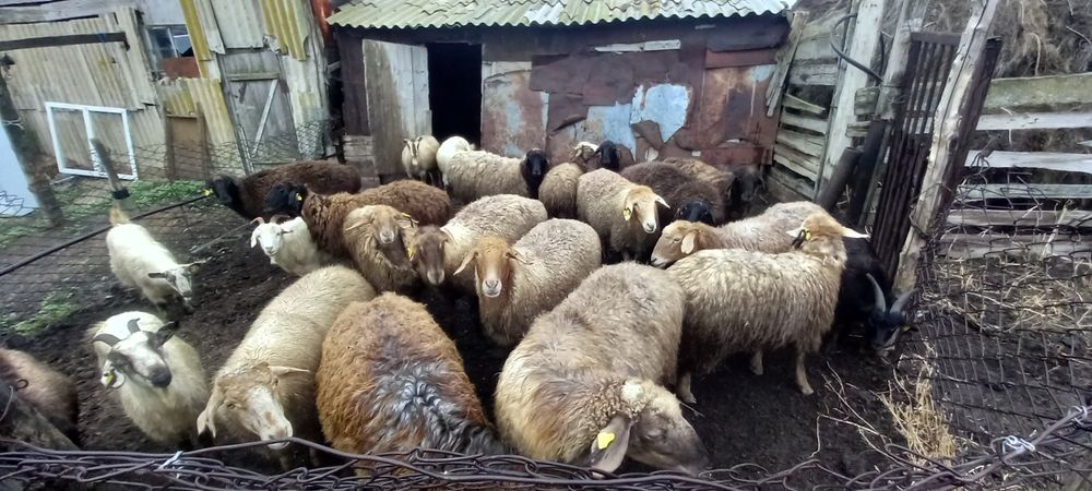 Продам баранов молодняк