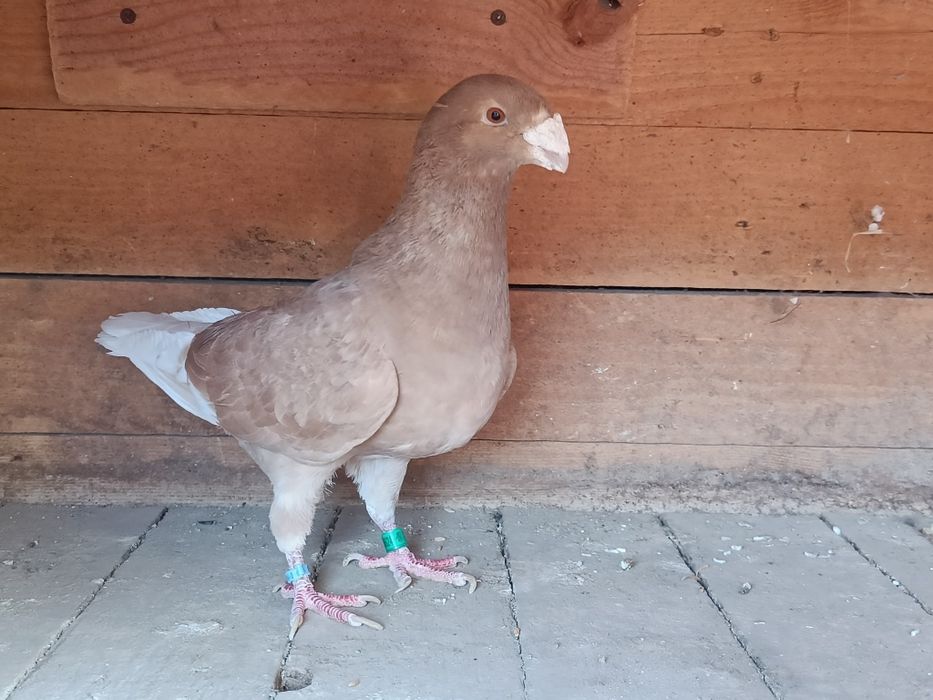 Porumbei voiajori germani / simi