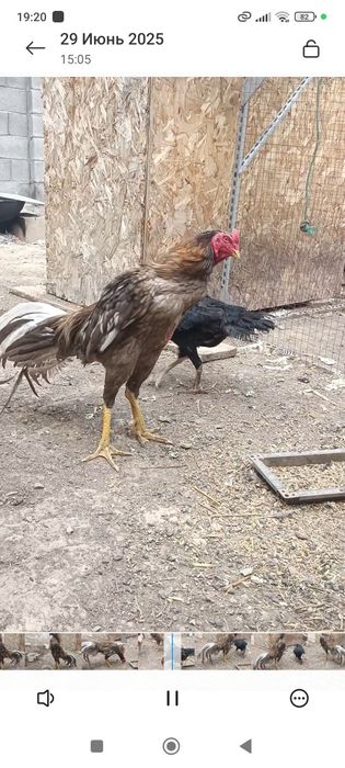 Продам семейка бразильцы