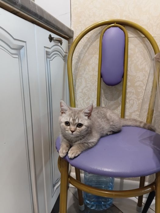 Продам котёнка 3 месяц британка