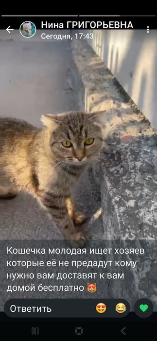 Отдам в добрые руки кошечку ласковая домашняя приблудилась