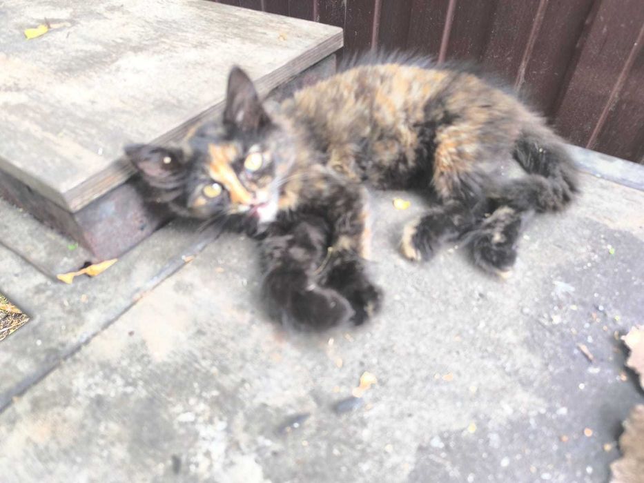 Котёнок в добрые руки