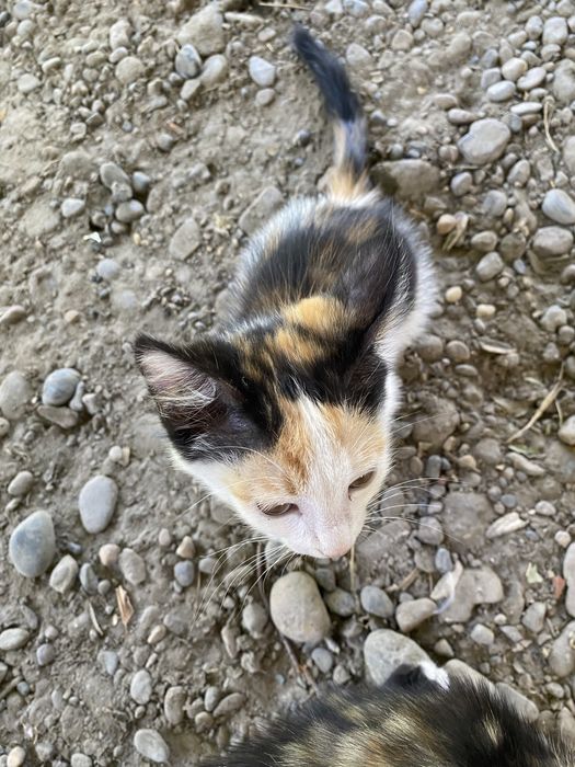 Мушукча кизча 2 ойлик