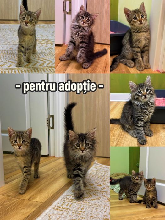 Adoptie pisoiasi