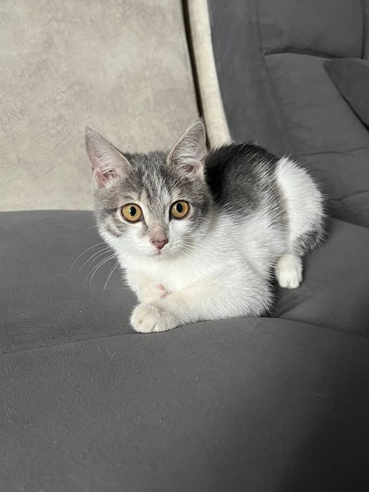 котенок в добрые руки