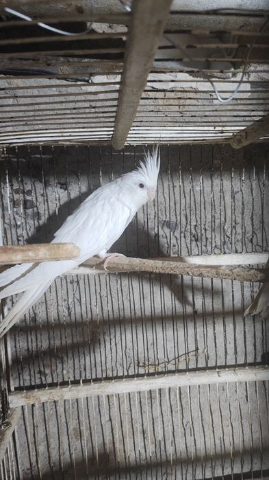 Dubayski oq karella ko'zi qizil