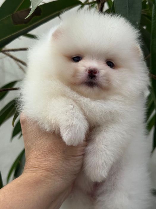 Шикарные щенки шпица