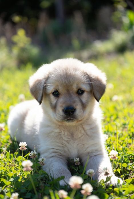 Умненькие щеночки дворянских кровей